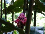 Red Flower